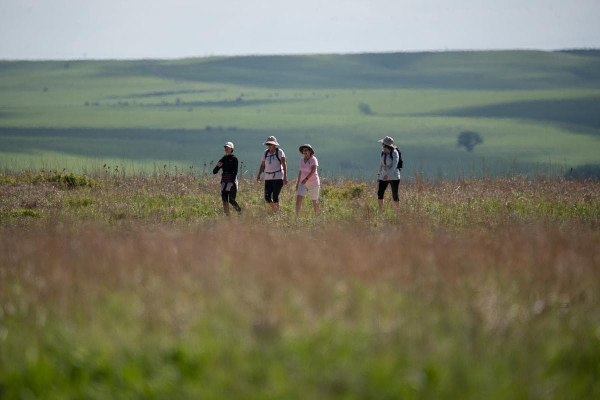 Hikers in tall grass