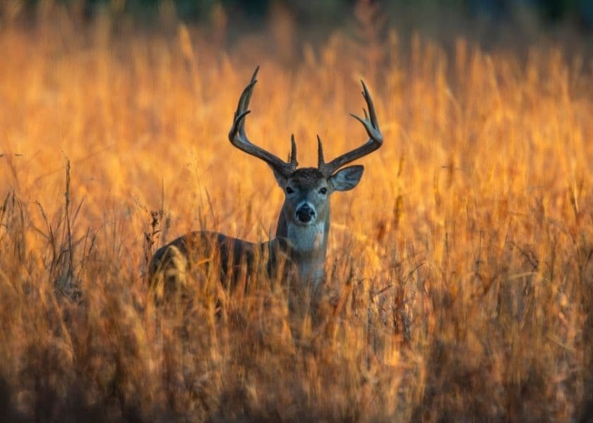 A deer with antlers stands amidst tall golden grass. A deer with antlers stands amidst tall golden grass.